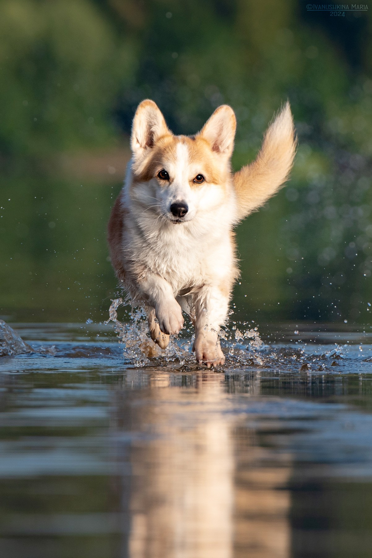 Фотограф-анималист. Фотограф собак в Москве и Московской области Иванушкина Мария
