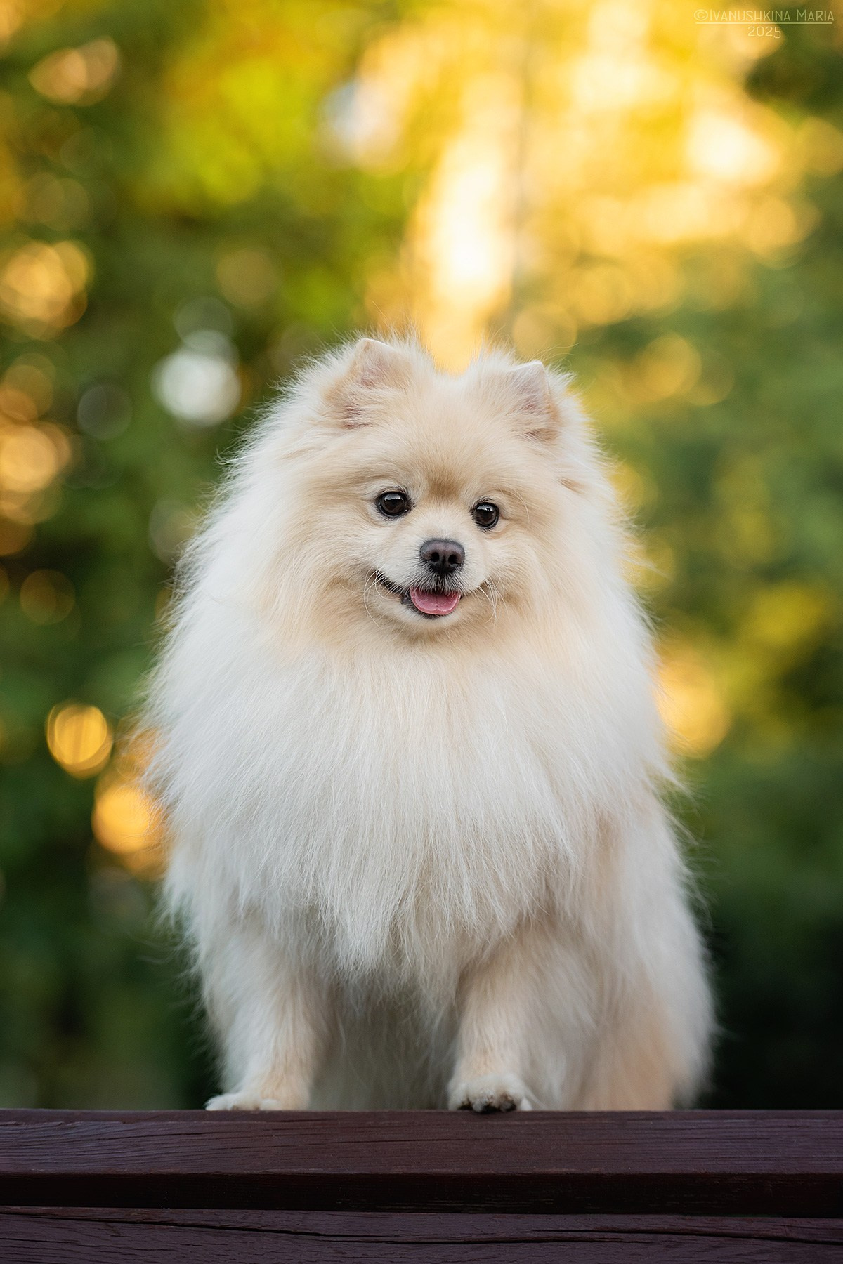 Фотограф-анималист. Фотограф собак в Москве и Московской области Иванушкина Мария