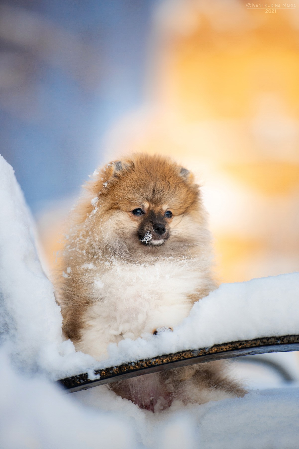 Фотосессия щенков на продажу. Фотограф собак в Москве и Московской области Иванушкина Мария