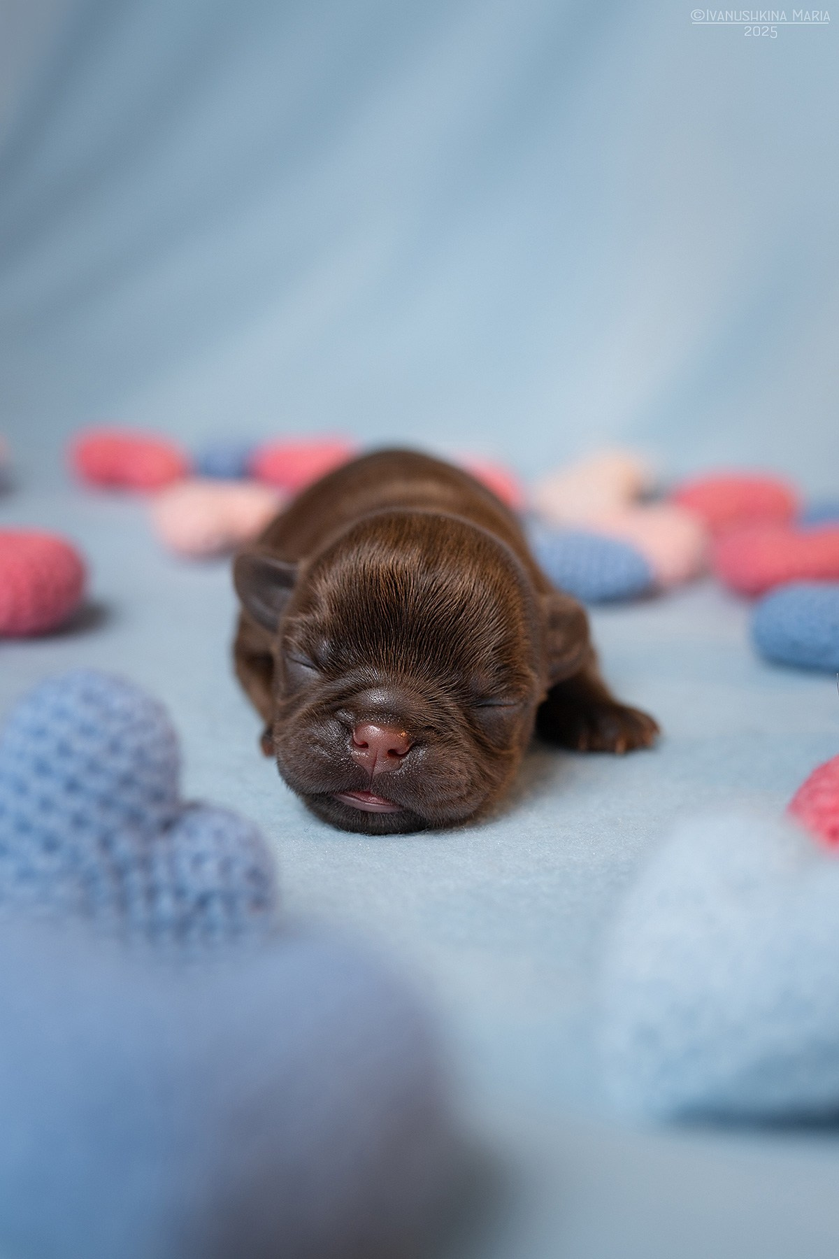 Ньюборн фотосессия щенков. Фотограф собак в Москве и Московской области Иванушкина Мария