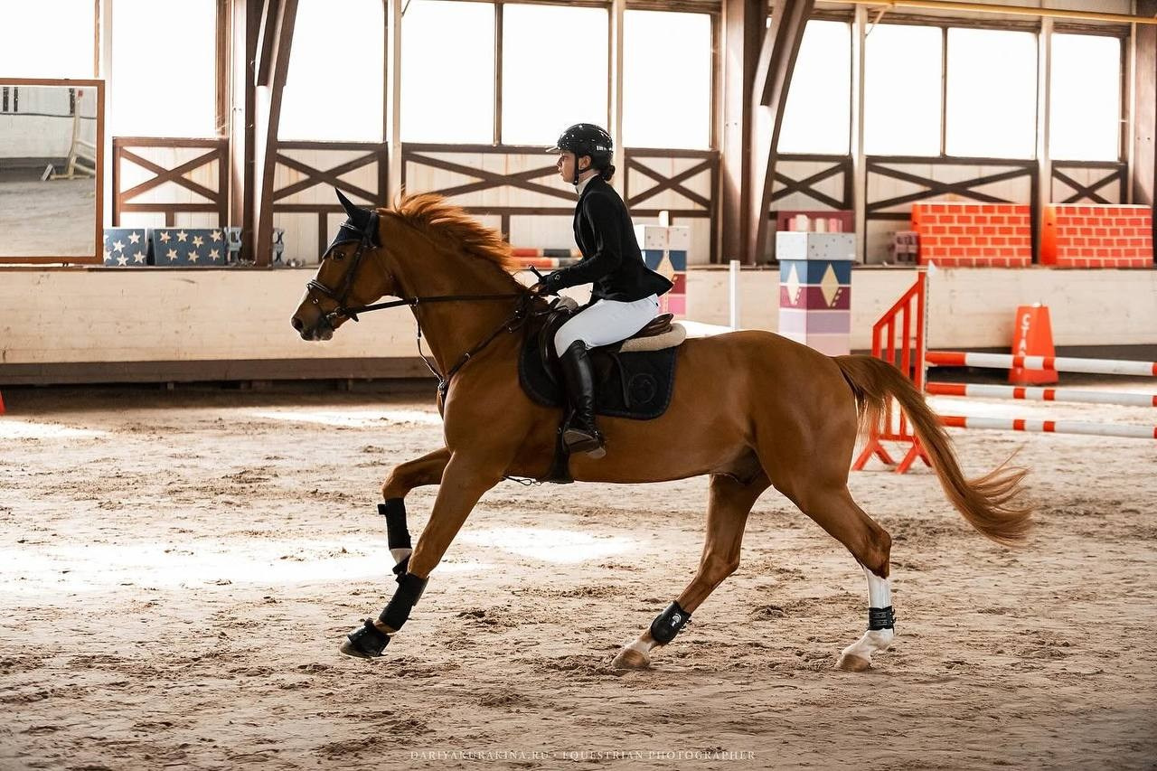 Квалификационные соревнования Московской области по конкуру КСК «Белая Дача». Конный фотограф Куракина Дарья • Фотосессии с лошадьми