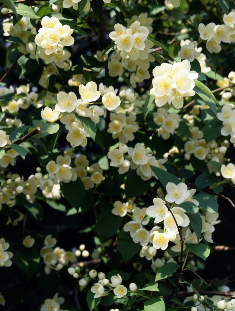 Весна. ВАДИМ ГИППЕНРЕЙТЕР — ВЕЛИКИЙ ФОТОГРАФ ЗЕМЛИ РУССКОЙ