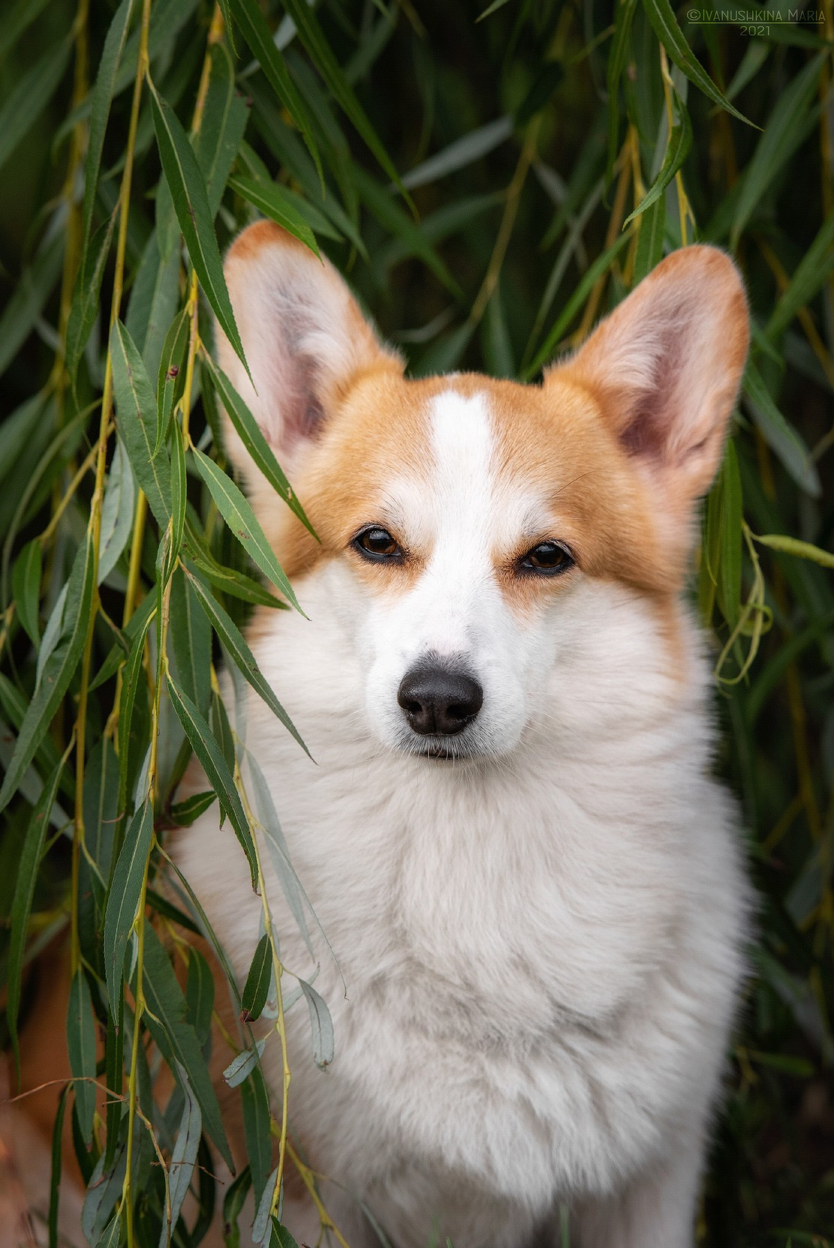 Фотограф-анималист. Фотограф собак в Москве и Московской области Иванушкина Мария