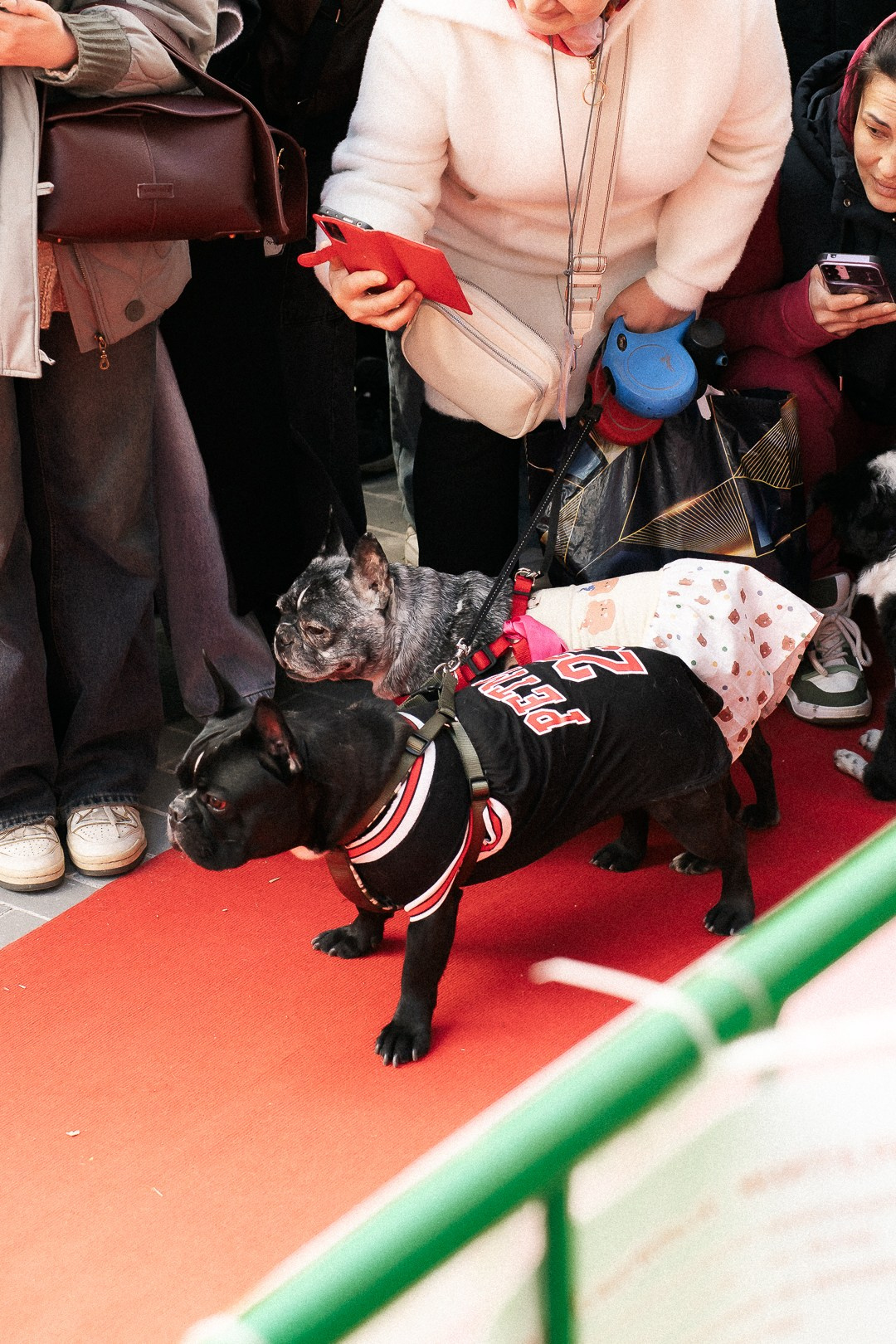 Парад Бульдогов. Axenov_eugene