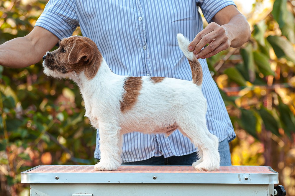 CANE MAESTRO SQUIRE. CANE MAESTRO — kennel Jack Russell Terrier