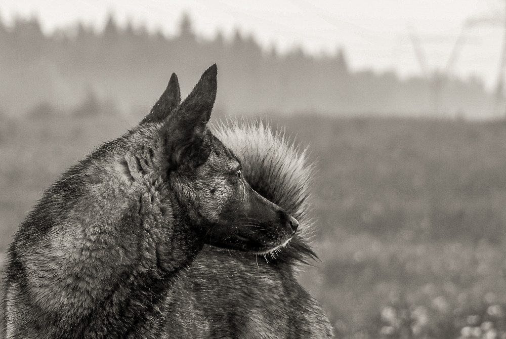 Not far from Moscow. Фотограф