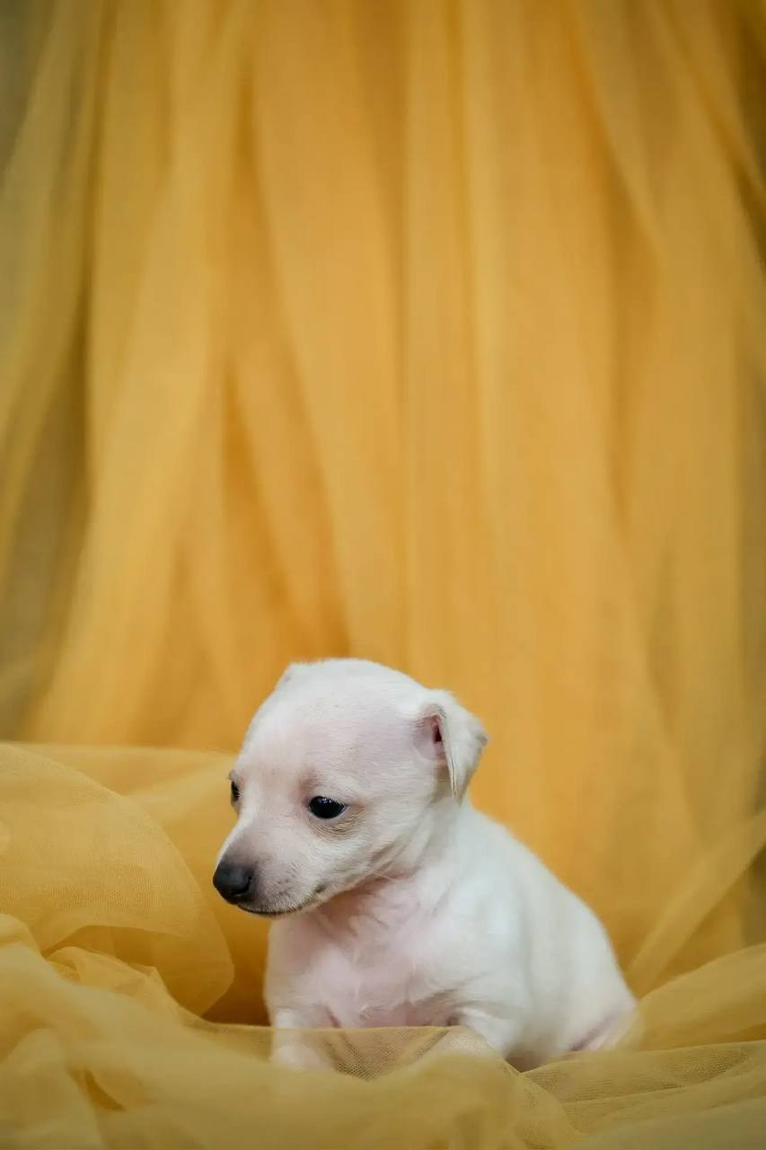 Белоснежные. Профессиональный питомник левреток РКФ/FCI ASTI SAPPHIRE 💎 Сочи|Санкт-Петербург