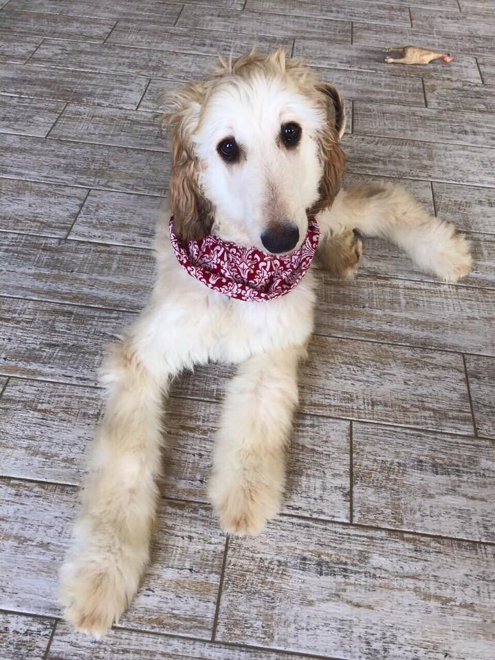 LYCORIS DREAMS BLUE DIAMOND «Evian». Профессиональный питомник левреток РКФ/FCI ASTI SAPPHIRE 💎 Сочи|Санкт-Петербург