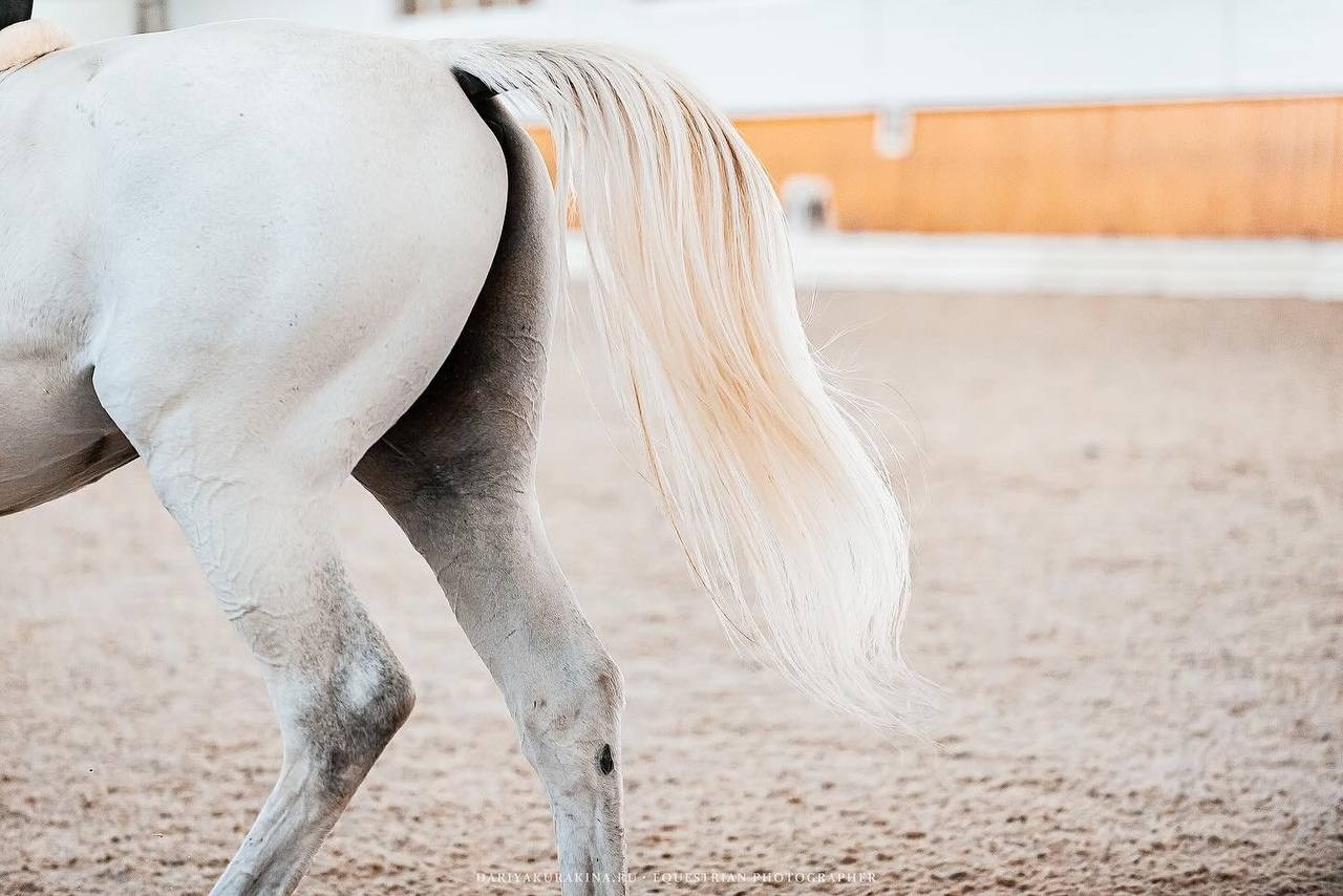 Весенний Бал в КСК «Конкорд». Конный фотограф Куракина Дарья • Фотосессии с лошадьми