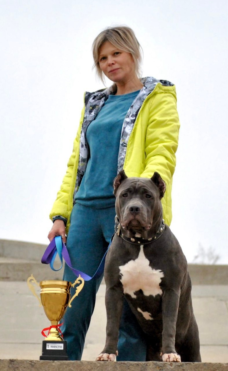 UPB’s Queenie & Zeus. 16.04.24. Американские булли XL в г. Калининград. Питомник Great Bully UNIVERSE
