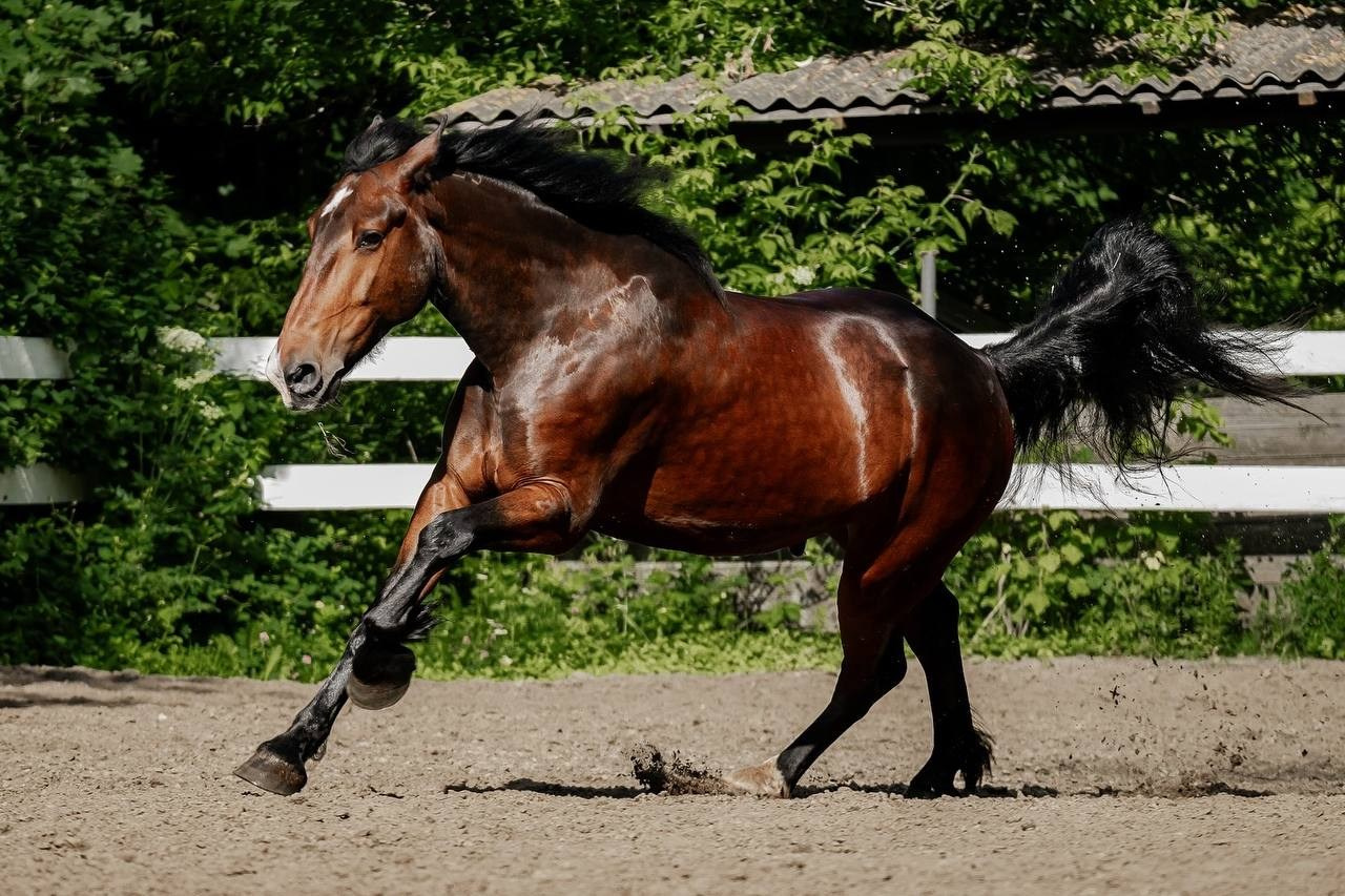 Нюра летом бегал. Куракина Дарья • Конный фотограф