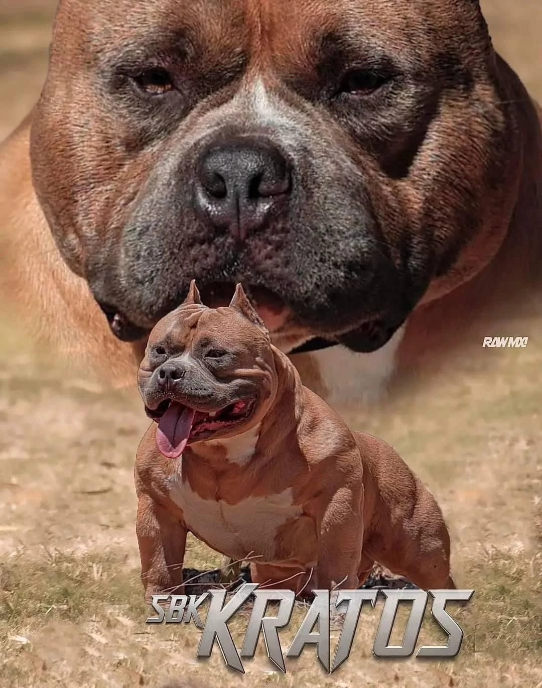 Родители Челси. ПИТОМНИК СОБАК ПОРОДЫ АМЕРИКАНСКИЙ БУЛЛИ