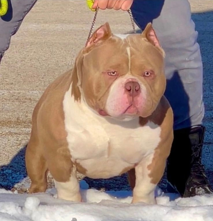 American Bully - лучшие крови