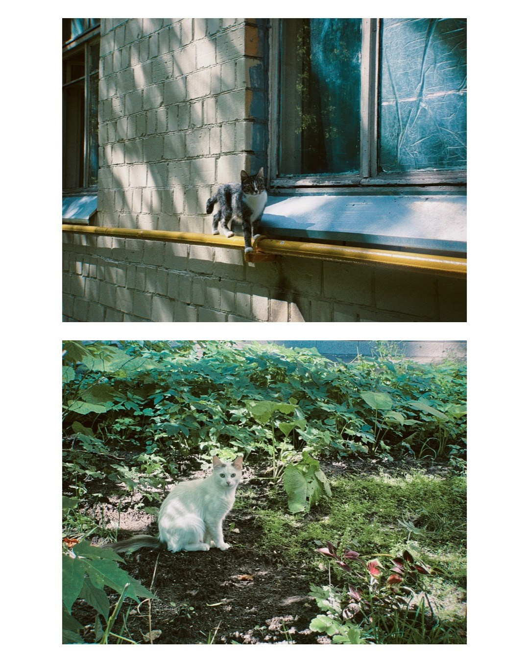 Moscow. Alina Panover