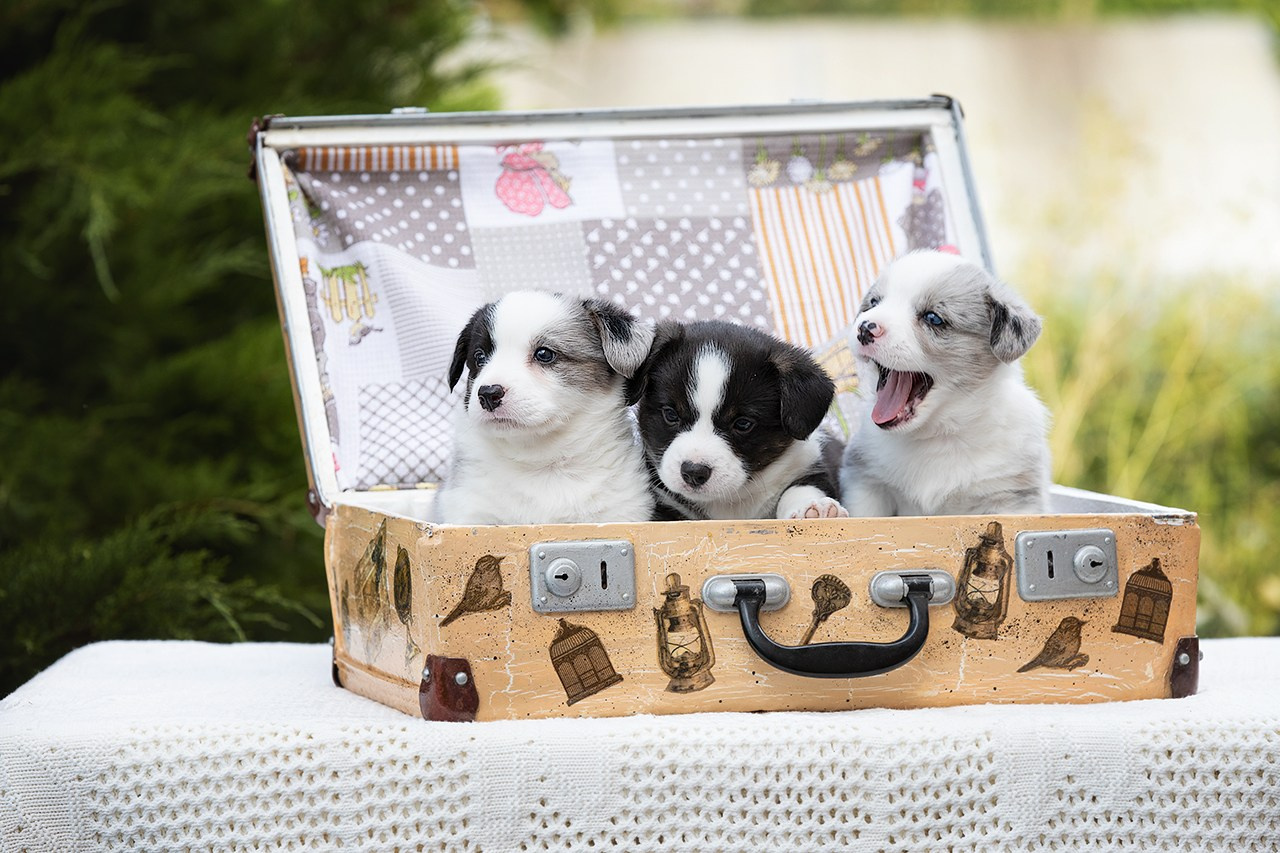 СЪЁМКА ЩЕНКОВ. Фотограф — анималист в Туле Юлия Лето