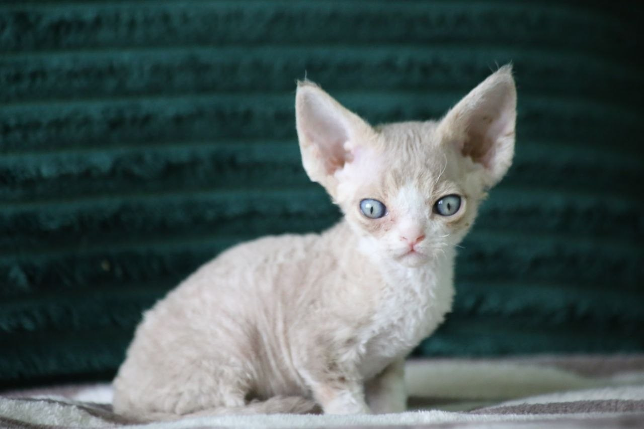 DRX q 03 котик Nevskiy Favorite Orion готов к резерву 🧿 д/р 25.02.26. Nevskiy Favorite — питомник девон-рексов в Санкт-Петербурге. Здоровые, ласковые и редкие котята