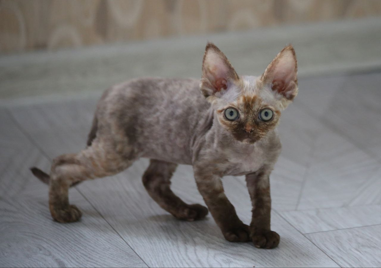 💜DRX h кошка Nevskiy Favorite Jacina д/р 15.11.25. Nevskiy Favorite — питомник девон-рексов в Санкт-Петербурге. Здоровые, ласковые и редкие котята