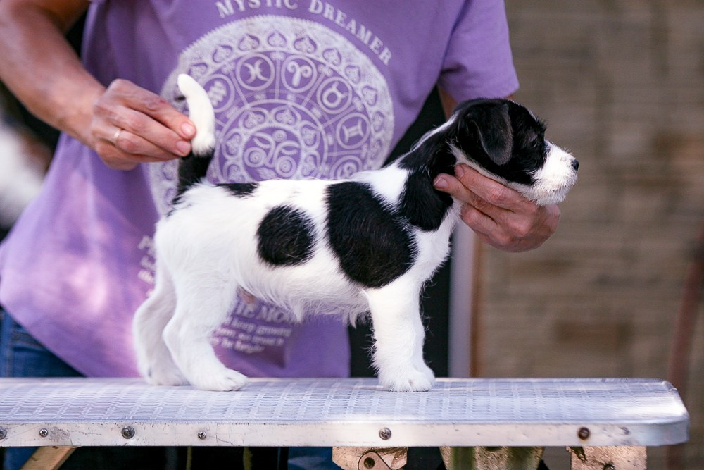 CANE MAESTRO ROLEX. CANE MAESTRO — kennel Jack Russell Terrier