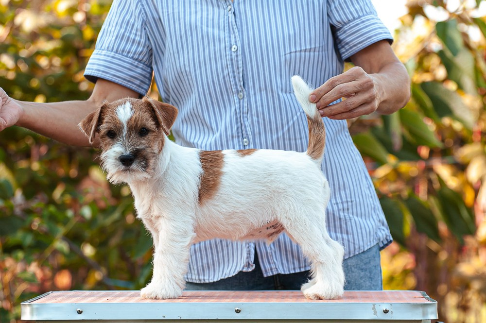 CANE MAESTRO SQUIRE. CANE MAESTRO — kennel Jack Russell Terrier