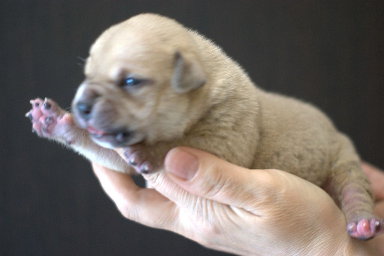 Дети Савана. ПИТОМНИК СОБАК ПОРОДЫ АМЕРИКАНСКИЙ БУЛЛИ