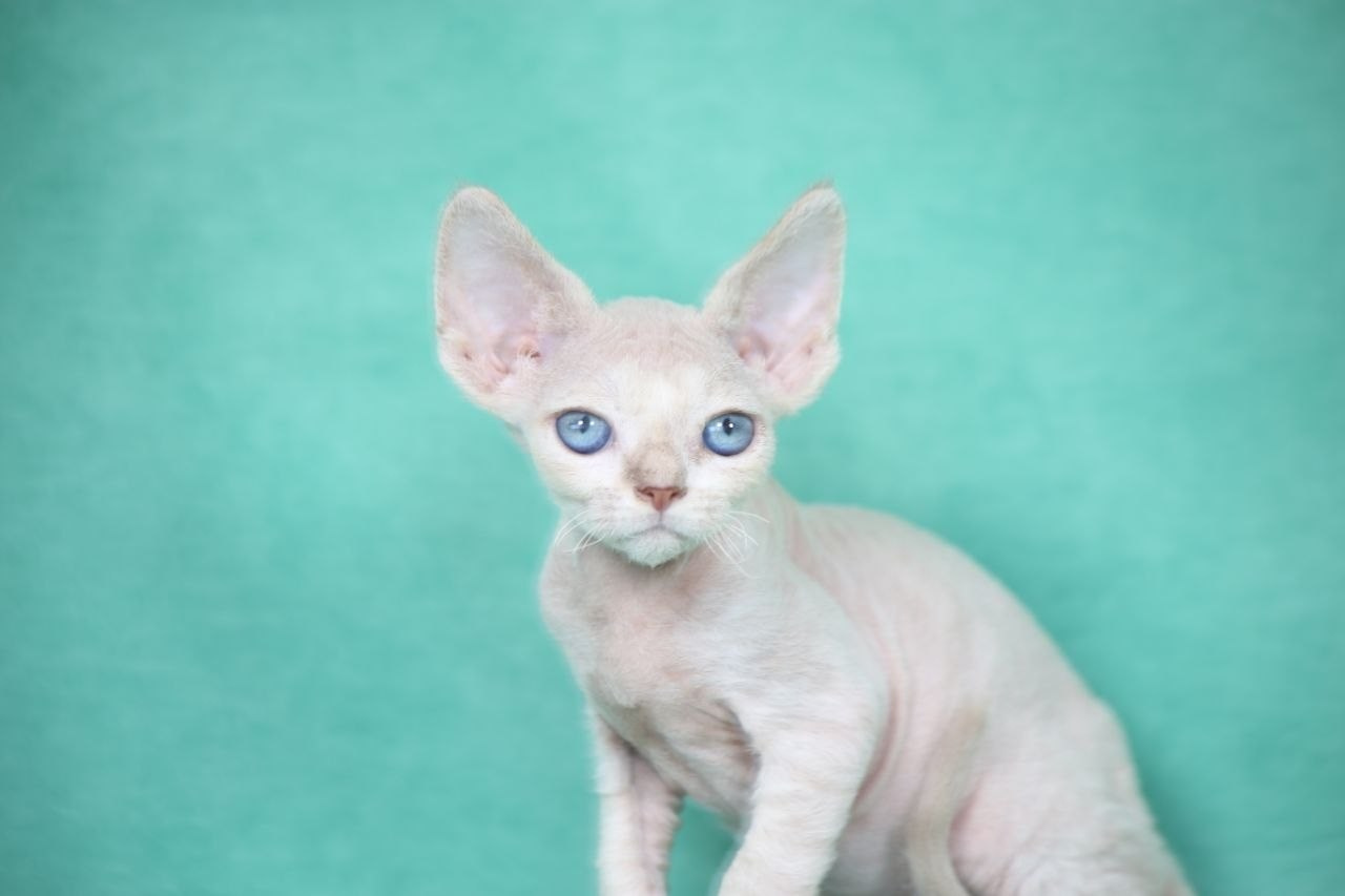DRX, а 21 32 котик Nevskiy Favorite Qu'Appelle 🧿 д/р 06.04.26. Nevskiy Favorite — питомник девон-рексов в Санкт-Петербурге. Здоровые, ласковые и редкие котята
