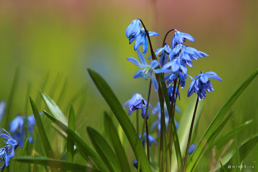 Двадцать пятый. Mik25