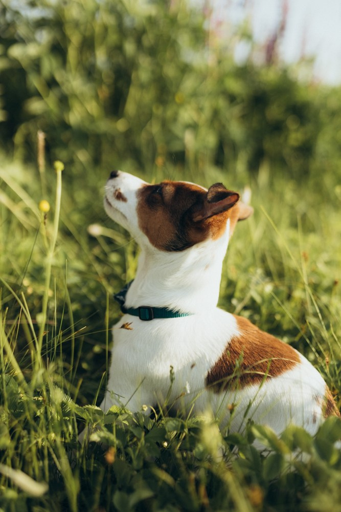 Ира и Бустик. Семейный и детский фотограф в Рязани Екатерина Воронцова