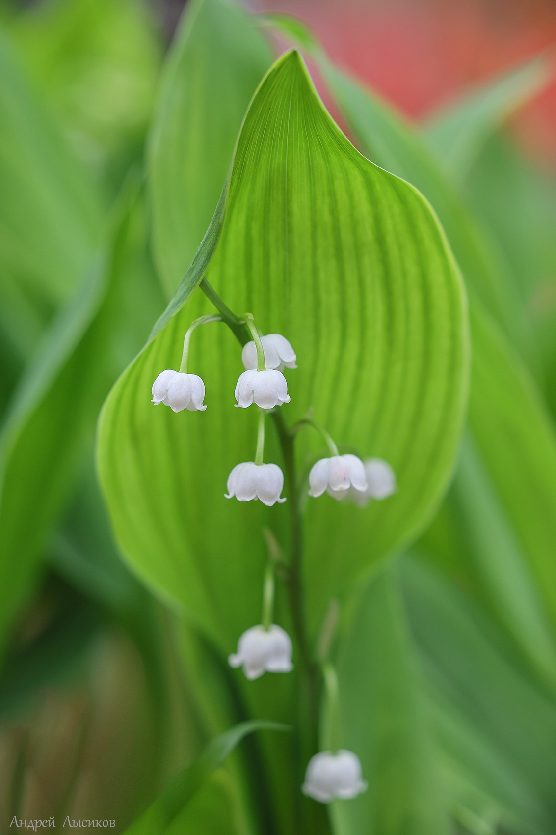 Цветы. Ландшафтный фотограф Андрей Лысиков, Москва