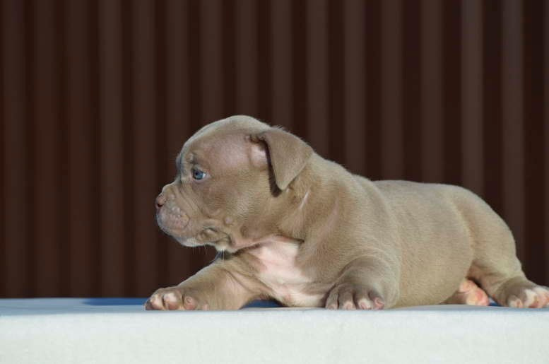 Дети Камелия. ПИТОМНИК СОБАК ПОРОДЫ АМЕРИКАНСКИЙ БУЛЛИ