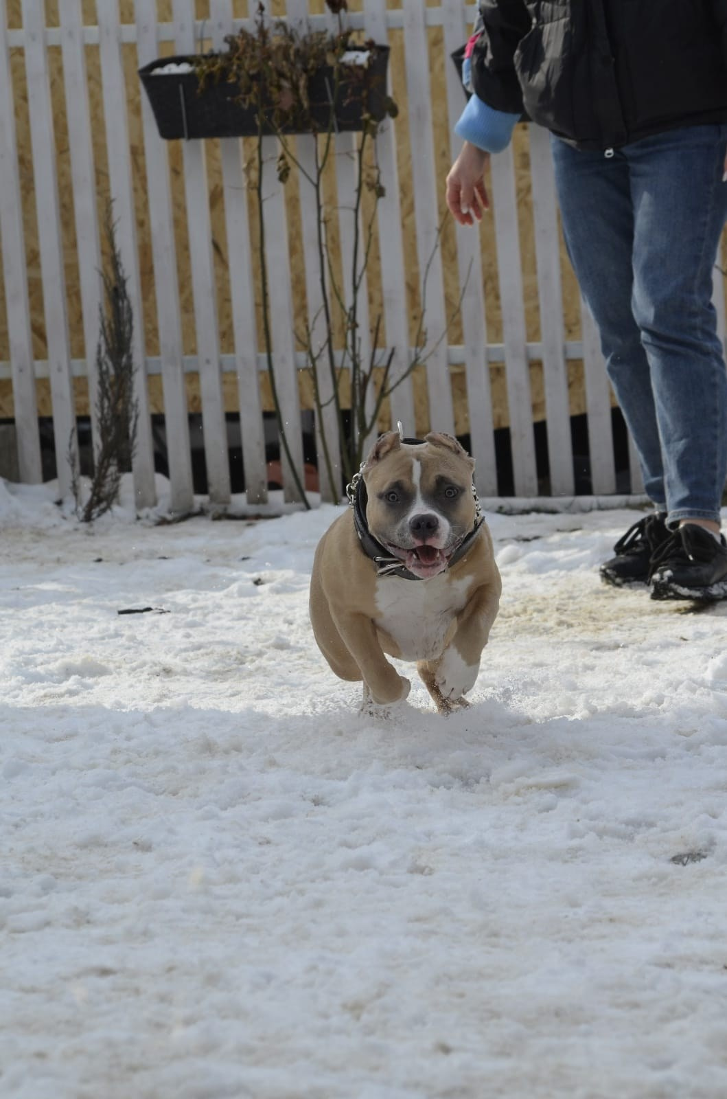 Челси. ПИТОМНИК СОБАК ПОРОДЫ АМЕРИКАНСКИЙ БУЛЛИ