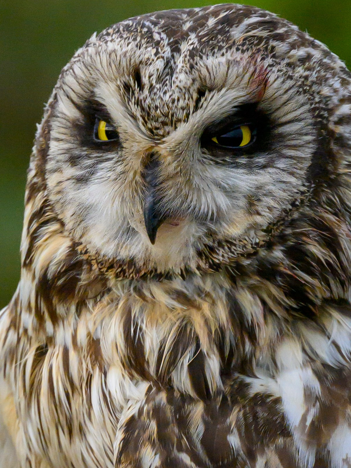 Боевая раскраска охотника. Face Paint of the Hunter. Фотограф Сергей Пупонин