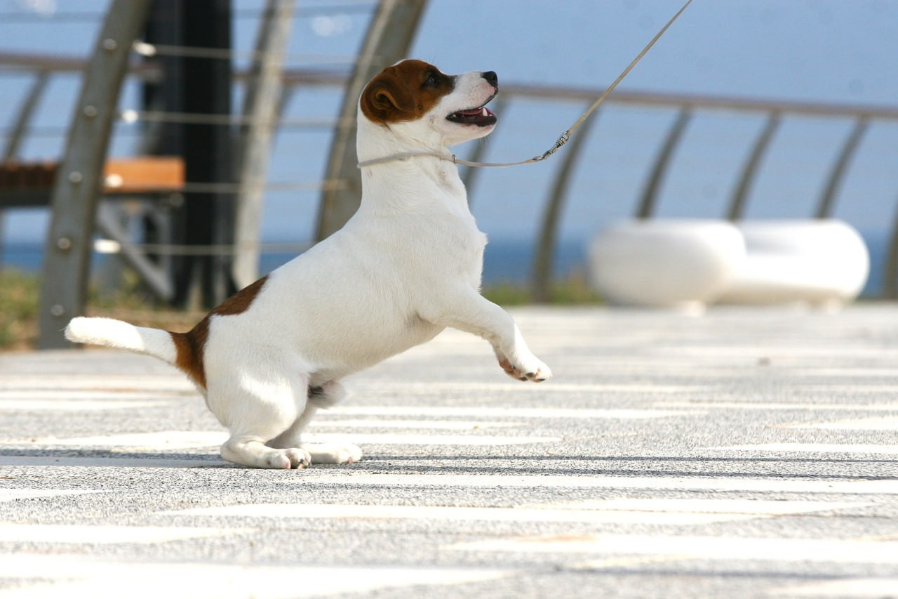 VOLNA STAR LAGERFELD LEGENDS. Lovely-Orange питомник джек рассел терьеров