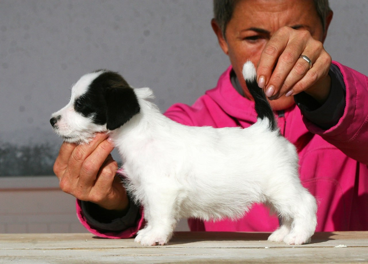 Сука 1. Lovely-Orange питомник джек рассел терьеров