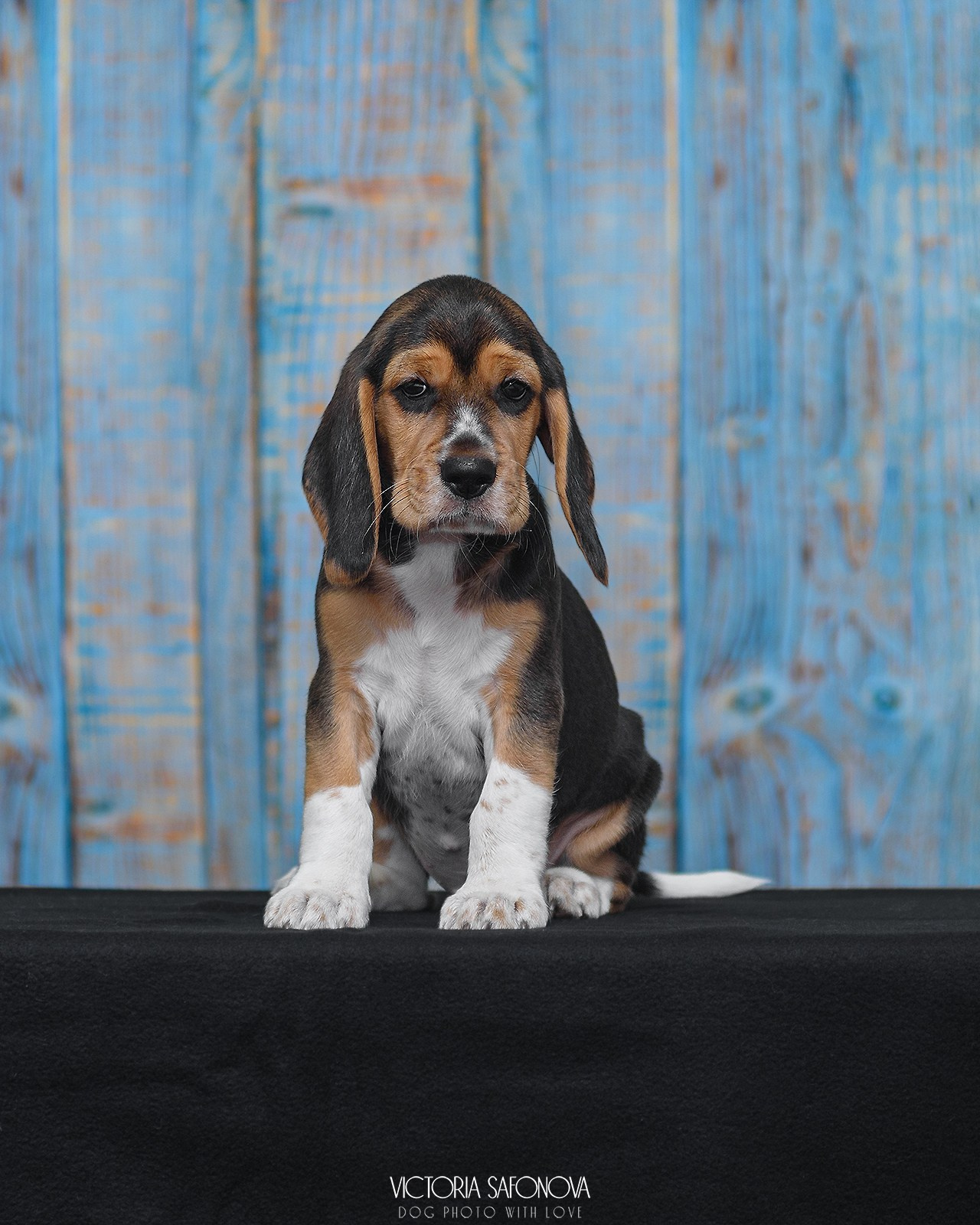 Бигль 08.06.2024. Фотограф анималист Благовещенск. Сафонова Виктория