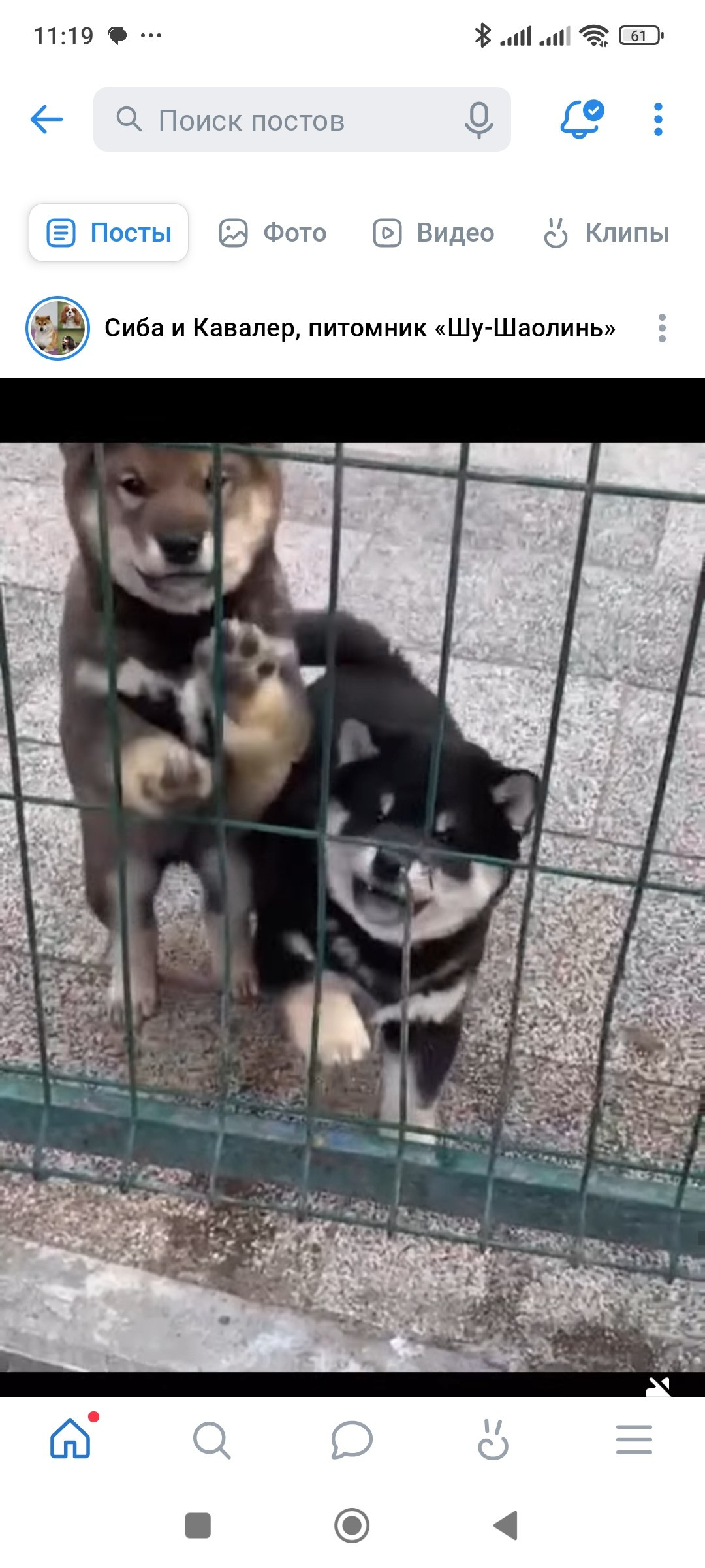 Шаман (сезам) * Шу_ Шаолинь Цукан. AMERICAN AKITA RUBYLIGHT KENNEL I SHIBA-INU
