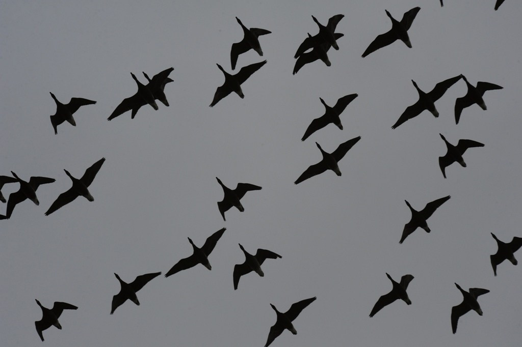 2017— Гран-при. Фотообъединение Самарского областного отделения Союза журналистов России