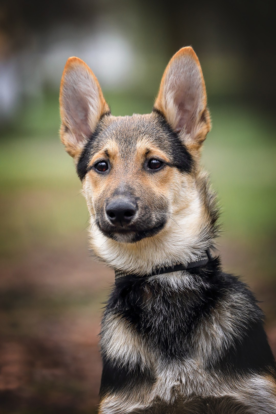 Собаки приюта Келтсские ангелы. Irenephoto.ru