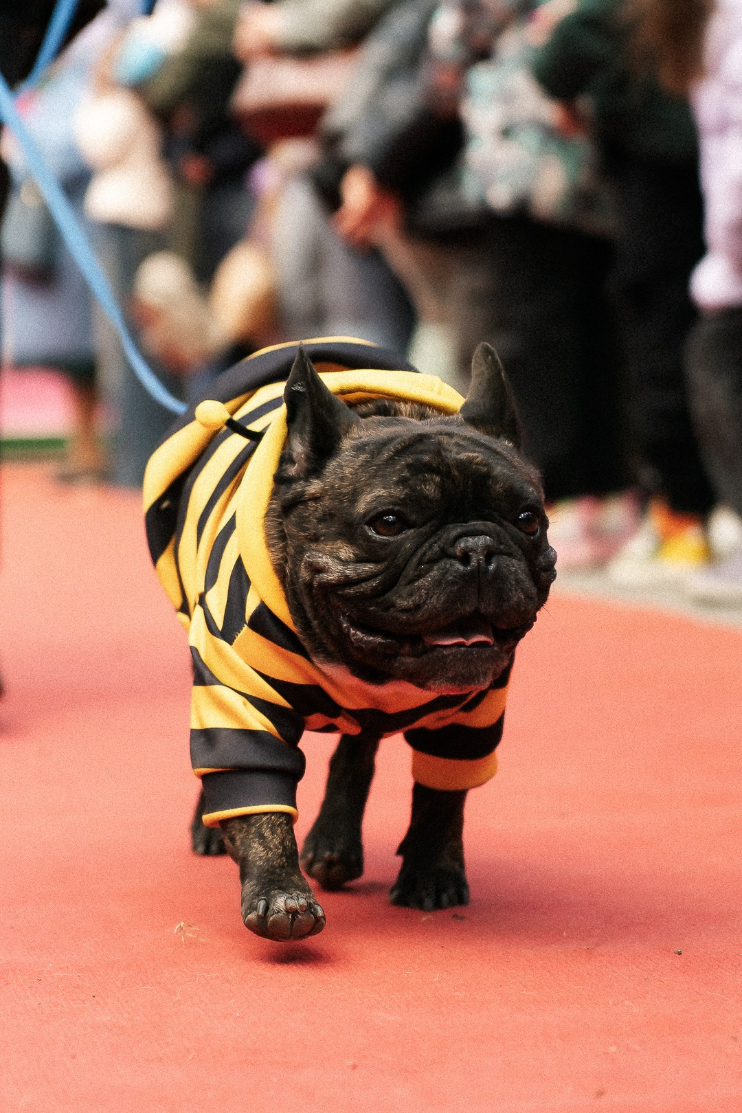 Парад Бульдогов. Axenov_eugene