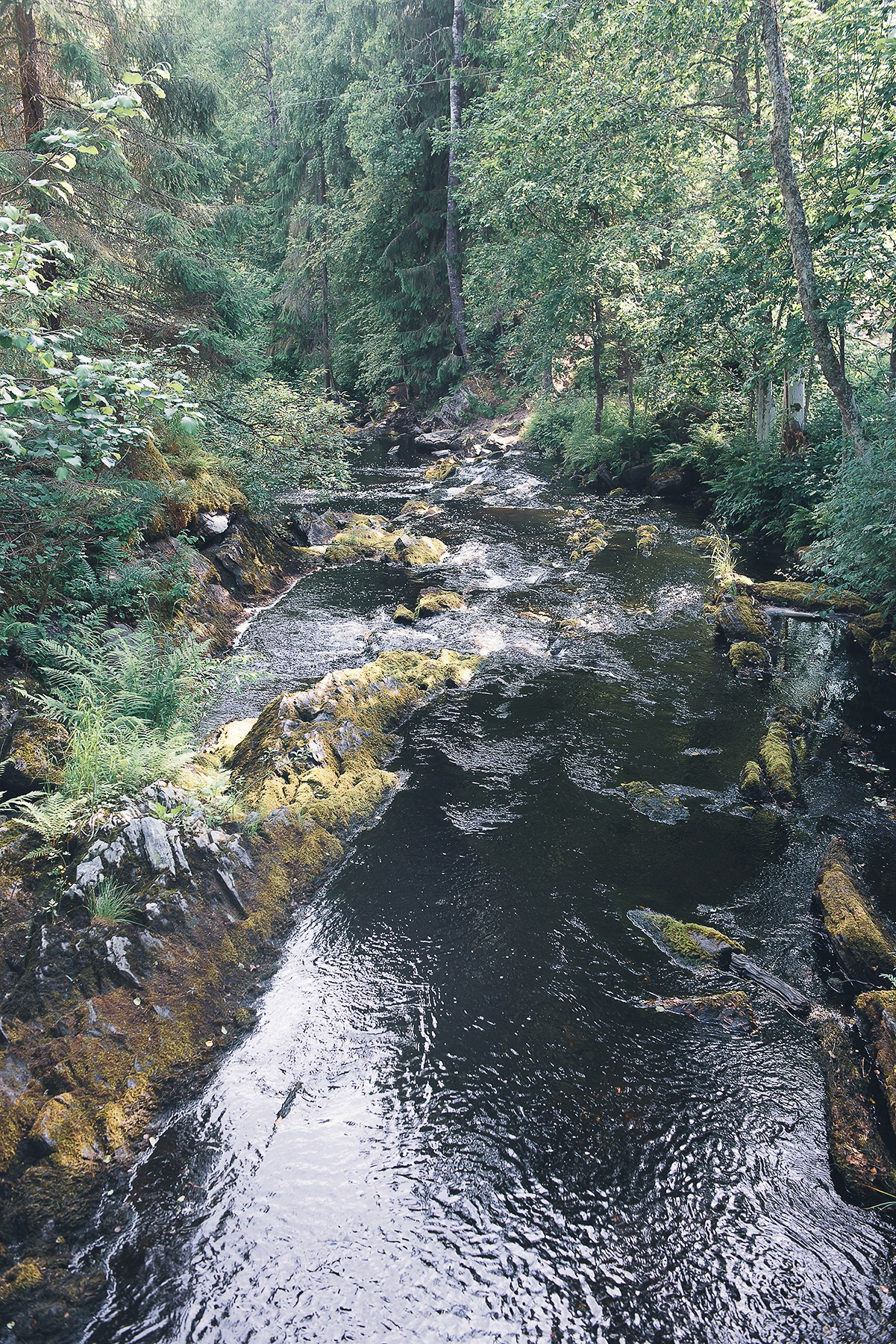 Карелия. Фотограф-анималист Наталья Светличная