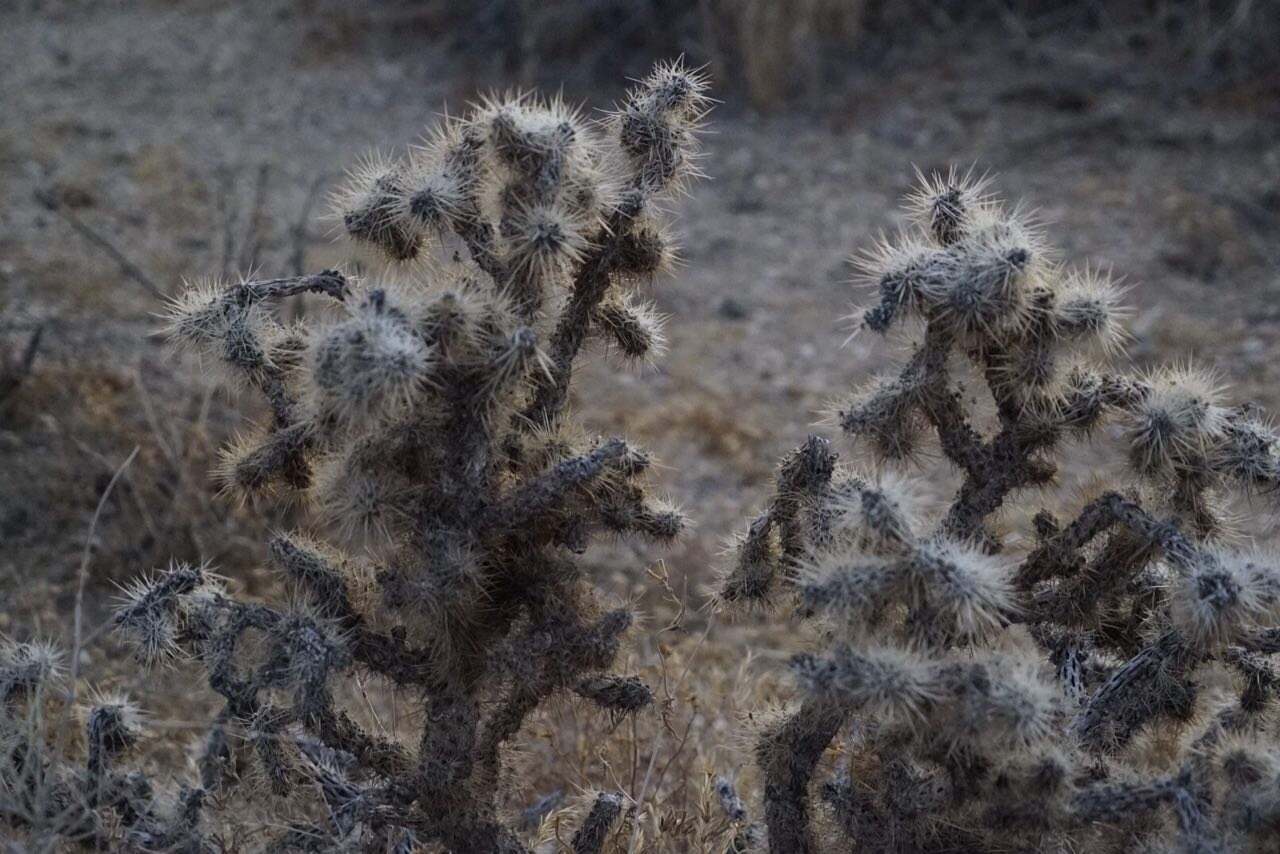 Природа. Василий Буйлов|Vasilii Builov