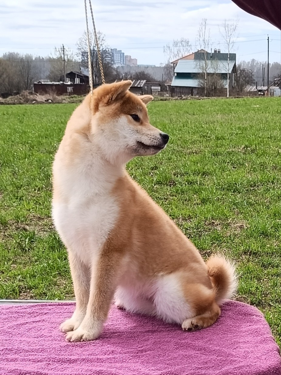 Rubylight Bella * Белла. Американская акита I Сиба ину I Питомник RUBYLIGHT