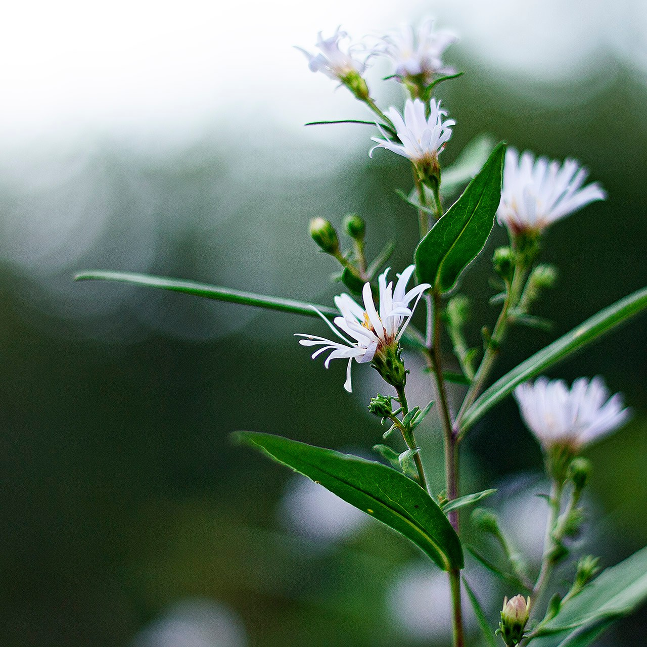 Травы. Природа севера