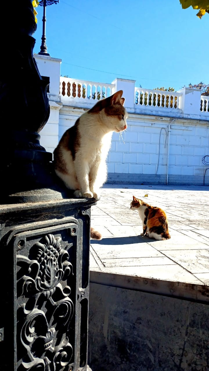 Севастопольские коты в объективе мобильного телефона. Фотограф Александр Лайкачев