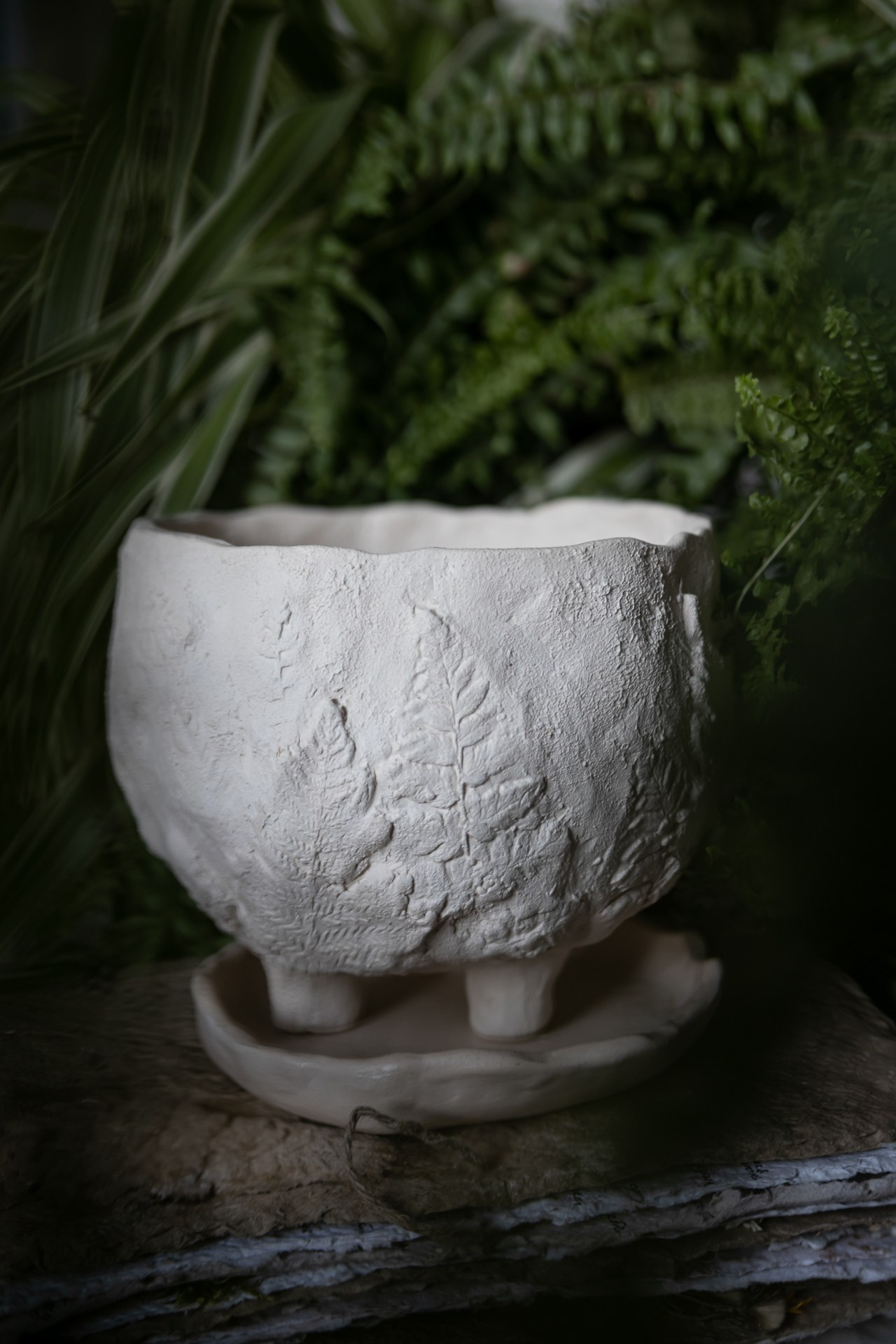 «Папоротники» НЕТ В НАЛИЧИИ. Катя Цвет