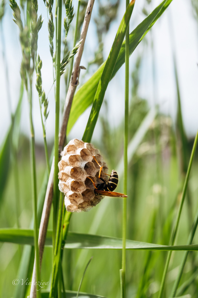 Растения 🍃. Главная
