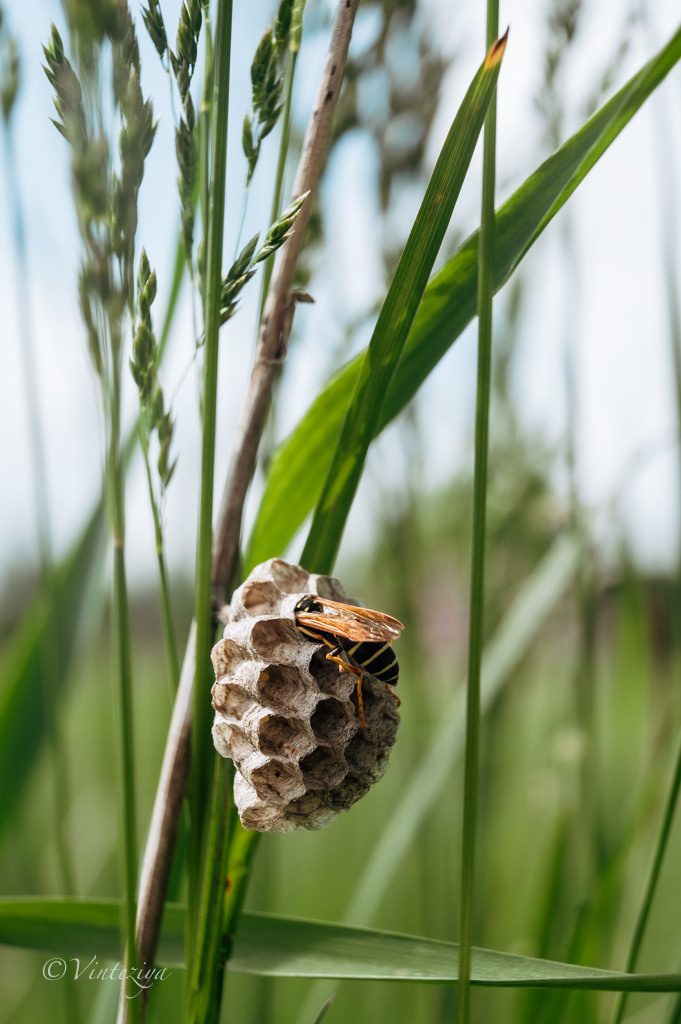 Растения 🍃. Главная