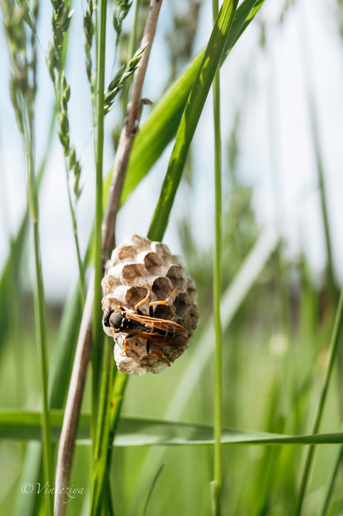 Растения 🍃. Главная