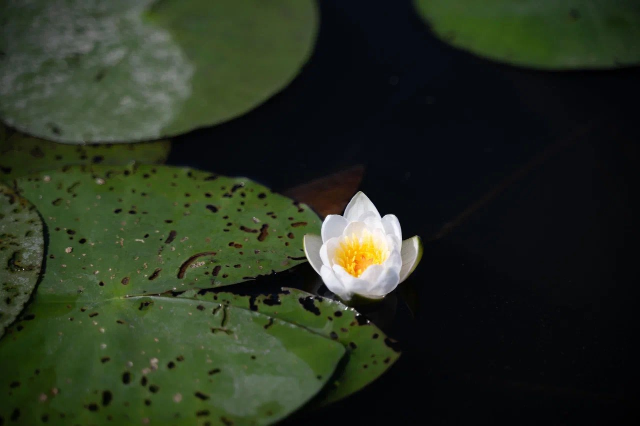 Полянка. Прогулка. Сайт фотографа.Приветствую Вас на своём сайте. Меня зовут Мария Васильева. Я являюсь профессиональным фотографом. Город Красноярск