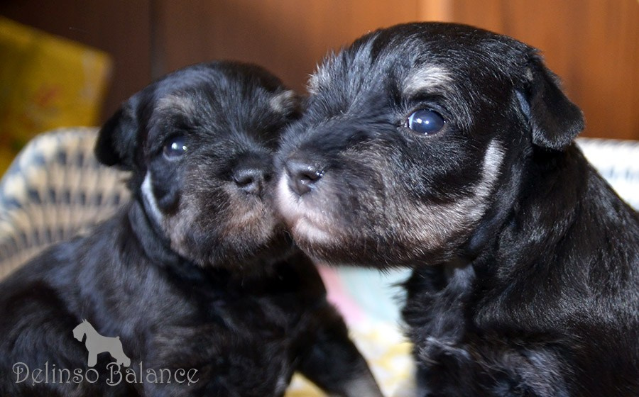 Litter «E». Питомник цвергшнауцеров в Беларуси «Делинсо Бэлэнс»