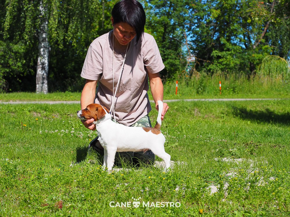 Мальчик 1 галерея. CANE MAESTRO — kennel Jack Russell Terrier